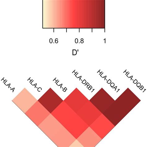 Shematic Representation Of HLA A B C DQA1 DQB1 And DRB1 Gene