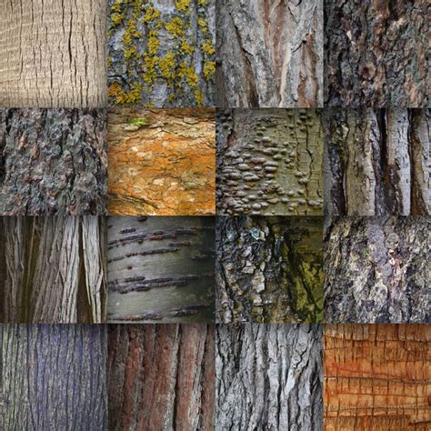 Tree Bark Digital Paper Wood Textures Wood Backgrounds 16 Designs 12in X 12in Commercial Use