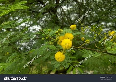 Prosopis juliflora tree flower Invasive species - Royalty Free Stock Photo 713150752 - Avopix.com