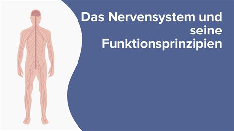 Funktionsprinzipien Des Nervensystems Online Medizin Kurs Lecturio