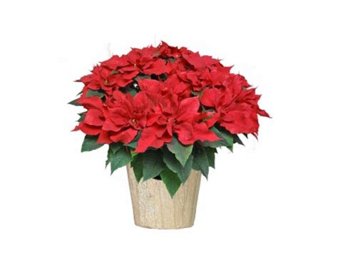 Potted Poinsettia - Assorted Colors, 10-inch Pot - Kroger