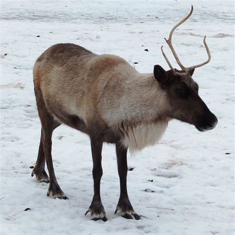 Night of Lights and Family Fun at Shubenacadie Wildlife Park