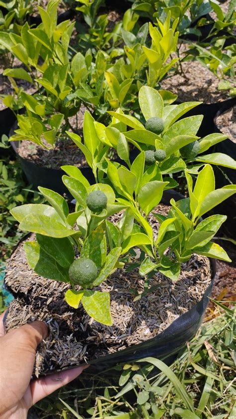 calamansi live plant 💯 may bunga na 🥰 small grafted calamansi ( citrus ...