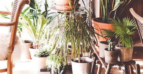 5 Plantas Para Melhorar A Energia Da Sua Casa Ecosauna