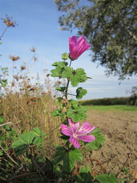 Banco De Imagens Flor Plantar Campo Prado Flor Nica Flora