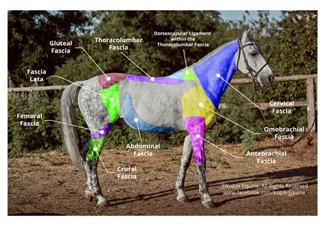 Learn About Superficial Fascia Koper Equine