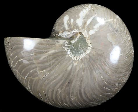 6.8" Polished Nautilus Fossil - Huge Specimen! (#61341) For Sale ...