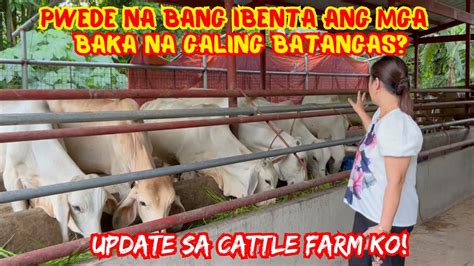 Pwede Na Bang Ibenta Ang Mga Baka Na Galing Batangas Cattle Farm