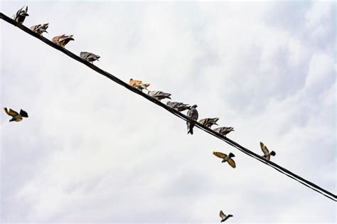 Les Pigeons Sont Assis Sur Un Fil électrique Colombes Assises Sur Une