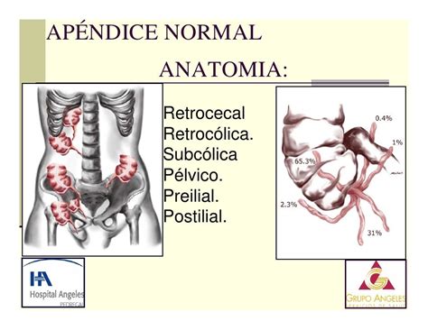 Para Que Serve O Apendice