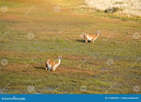 Guanacos in the Landscape of the Torres Del Paine Mountains, Torres Del Paine National Park ...