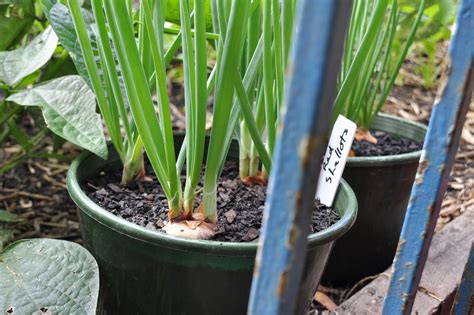 Shallots Suburban Tomato