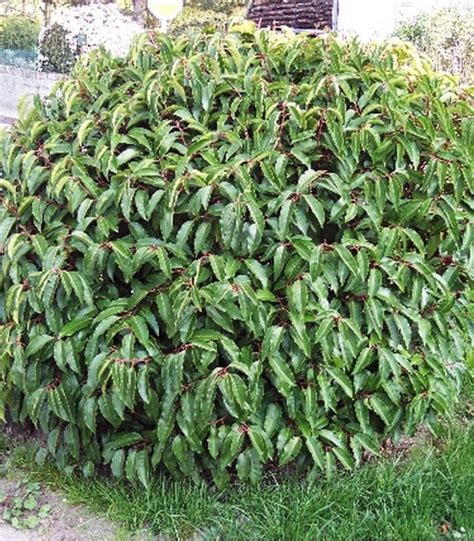 PRUNUS Lusitanica LAURIER DU PORTUGAL