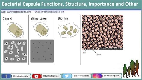 Bacterial Capsule Functions, Structure, Importance and Other