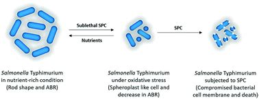 Sonophotocatalysis Mediated Morphological Transition Modulates