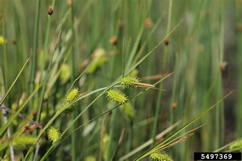 Bottlebrush Sedge Carex Hystericina Cyperales Cyperaceae 5497369