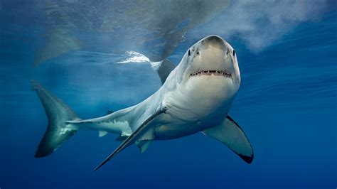 Estas imágenes del tiburón blanco más grande del mundo te van a dejar