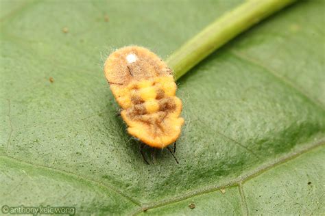 Hemiptera Coccoidea Flickr