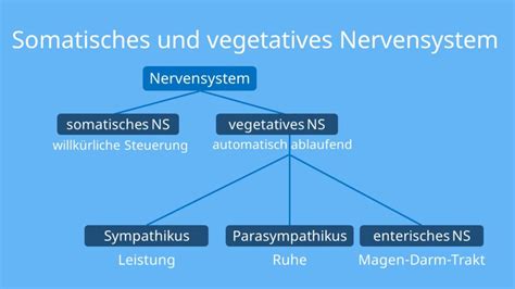 Nervensystem Mensch Aufbau Und Unterteilung Mit Video