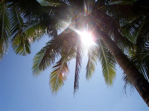 Coconut Tree Leaves Free Photo Download | FreeImages