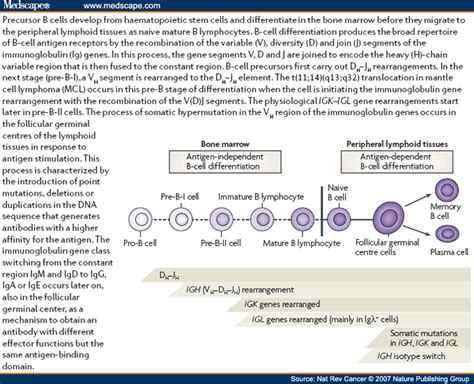 Genetic And Molecular Pathogenesis Of Mantle Cell Lymphoma