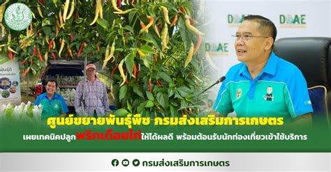 ศูนย์ขยายพันธุ์พืช กรมส่งเสริมการเกษตร เผยเทคนิคปลูกพริกเดือยไก่ให้ได้