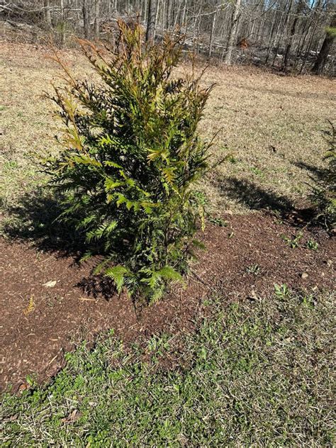 Thuja Green Giant A Comprehensive Guide To Disease And Pest Managemen