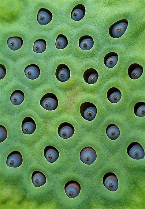 Botanical Gallery | Trypophobia, Holes in skin phobia, Phobia of holes