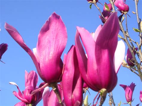 Magnolia liliiflora "Nigra" (M. x soulangeana "Nigra") - Gorini Piante