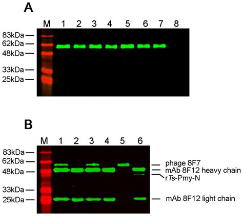 Specific Binding Of Positive Phage Clones To Mab F By Western Blot