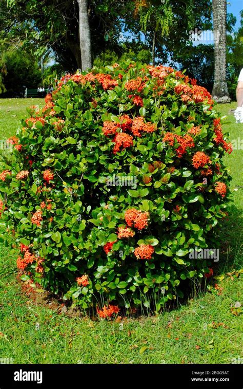 Dwarf Red Ixora Shrub Latin Name Ixora Taiwanensis Stock Photo Alamy