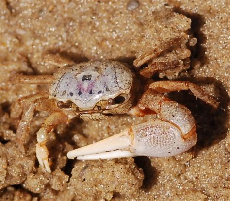 Fiddler Crab Uca Pugilator BugGuide Net