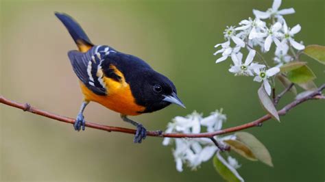 Black Yellow Baltimore Oriole Bird On Tree Branch Hd Birds Wallpapers