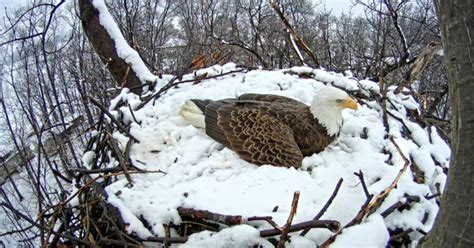 Watch live: Pa. Bald Eagle's nest nears hatching time - CBS News