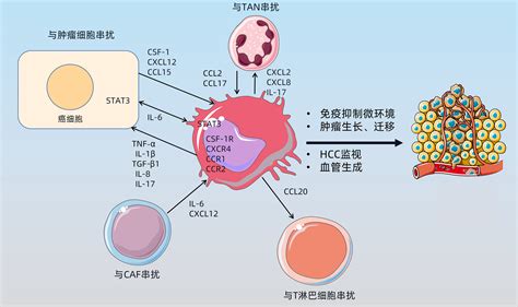 巨噬细胞极化及其与邻近细胞串扰在肝细胞癌中的作用