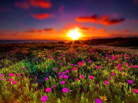 Summer Field At Sunset Colorful Glow Sun Grass Shine Bonito