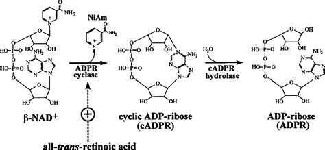 Figure From All Trans Retinoic Acid Stimulates Synthesis Of Cyclic