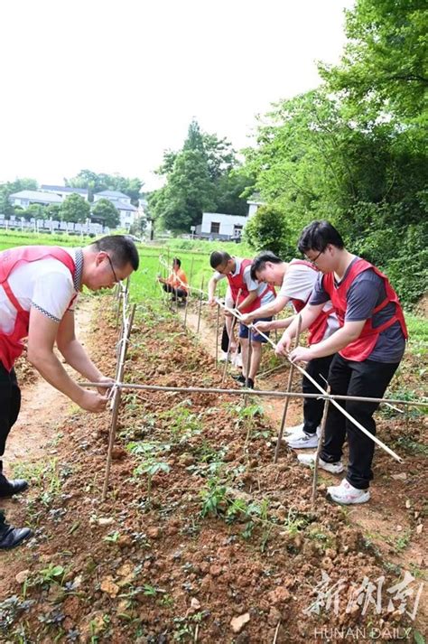 立足实践乡村振兴 走进田间体验农活 资讯 新湖南