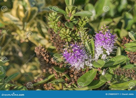 Hebe Plant Blooming Outdoor With Sunlight Veronica Speciosa Stock Image