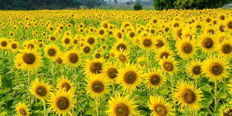 Sunflower River Farm | Best Flower Site