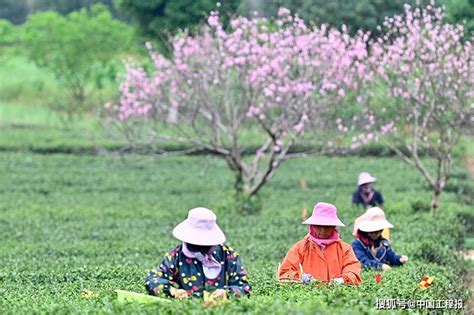 广西柳城：春茶开采 搜狐大视野 搜狐新闻