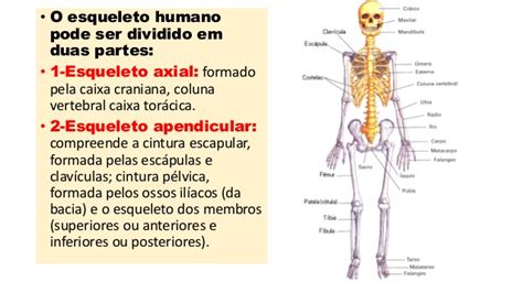 Diferenas Entre Esqueleto Axial De Apendicular E Seus Principais Ossos