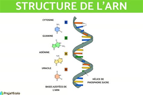 Diff Rences Entre Adn Et Arn Sch Ma Explicatif