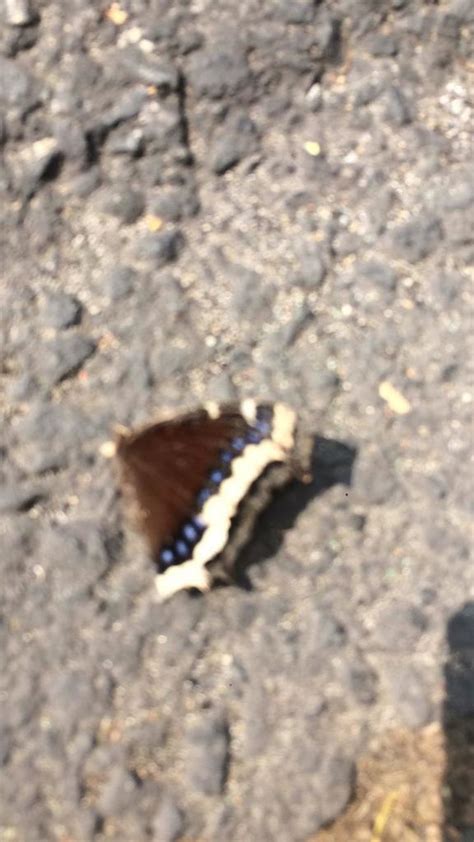 Mourning Cloak from Avenida Revolución Merced Gómez San José