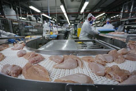 Produ O De Frango No Paran Cresce E Lidera Ranking Nacional