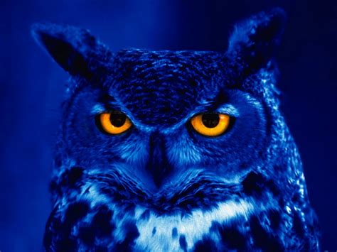 Night Owl Wallpaper 1024x768 13849