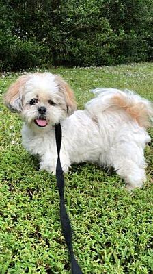 Davie Fl Shih Tzu Meet Cobe A Pet For Adoption Adoptapet