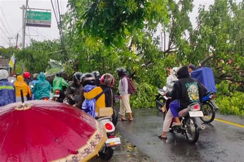 Hujan Deras Dan Angin Kencang Sebabkan Pohon Besar Tumbang Jalan