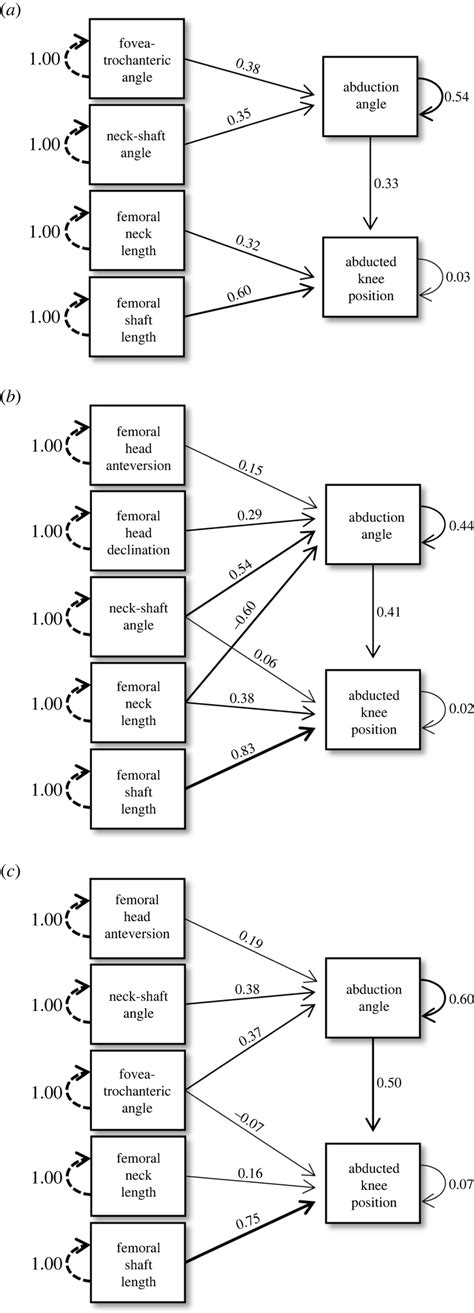 Diagrams Of Final Path Models Depicting Relationships Between Femur