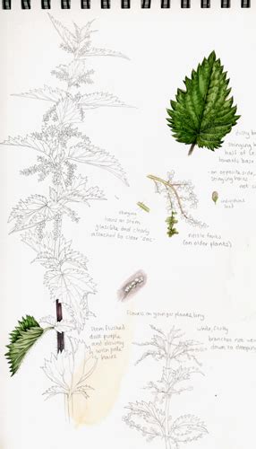 Foraging Sketchbook Nettle Botanical Illustration By Lizzie Harper